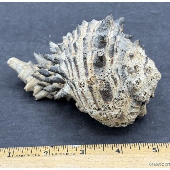 Banded Dye-Murex Rock Snail Murex Seashell Nautical Ocean 5x4" - Picture 5 of 6